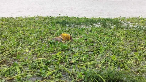  महानदी से जुड़ा सनसनीखेज मामला: छलांग लगाने वाली महिला की तलाश में मिली किसी और की लाश!