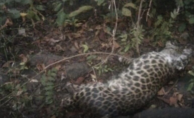  धमतरी के जंगल में संदिग्ध हालात में तेंदुए की मौत, चारों पंजे गायब; शिकार की आशंका से मचा हड़कंप