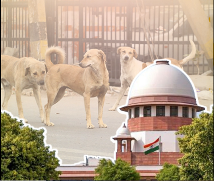 डॉग बाइट पर सुप्रीम कोर्ट सख्त: कुत्ते के काटने पर अब राज्य सरकार देगी मुआवजा, ‘खिलाने वाले जिम्मेदारी लें’