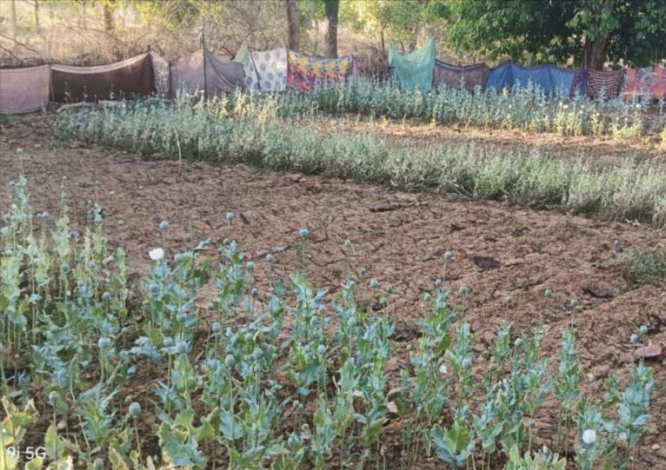 17 दिन में 5वीं बार अफीम का खुलासा: सब्जी की बाड़ी में छिपी फसल, रायगढ़ फिर बना हॉटस्पॉट