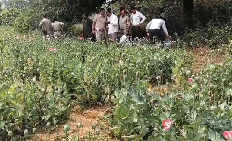 छत्तीसगढ़ में अफीम नेटवर्क फैलता हुआ! दुर्ग-बलरामपुर के बाद अब रायगढ़ में भी पकड़ी गई खेती