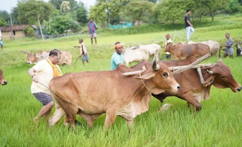 बगिया के खेत में किसान बने CM साय, बैलों के साथ चलाया हल; खेती-किसानी से जुड़ी पुरानी यादें कीं साझा