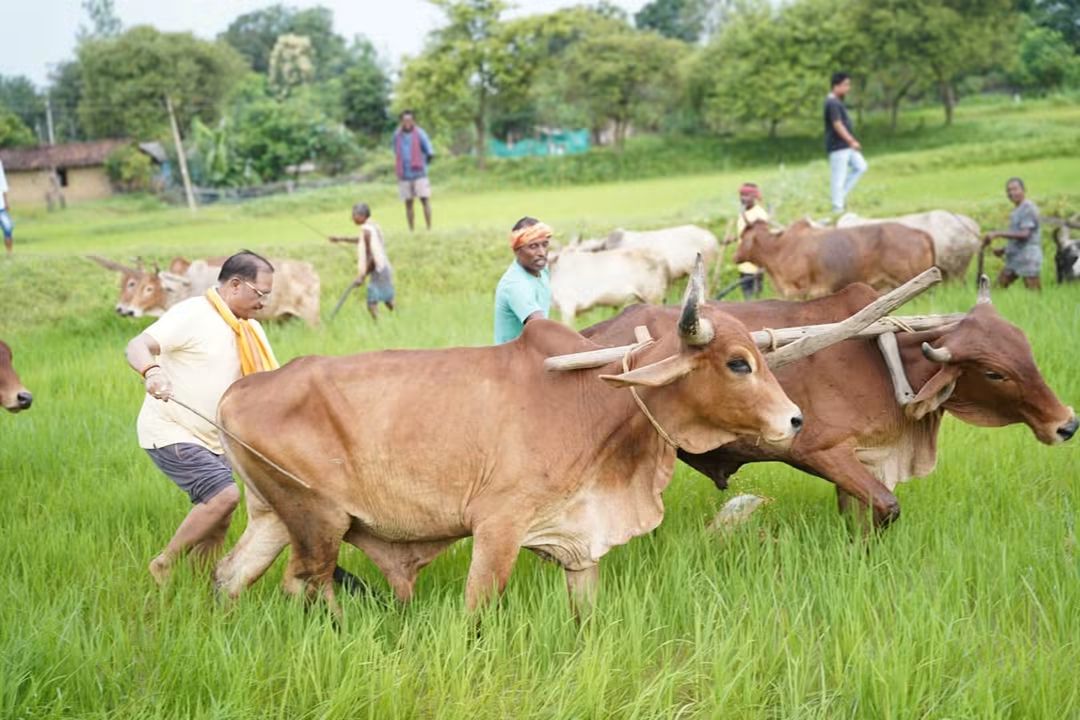 बगिया के खेत में किसान बने CM साय, बैलों के साथ चलाया हल; खेती-किसानी से जुड़ी पुरानी यादें कीं साझा